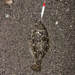 ツバメコノシロ