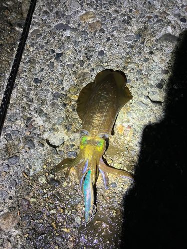 アオリイカの釣果