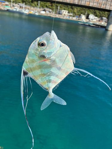 イトヒキアジの釣果