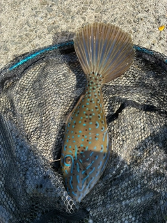 ソウシハギの釣果