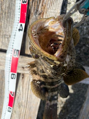 ヤイトハタの釣果