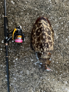 コウイカの釣果