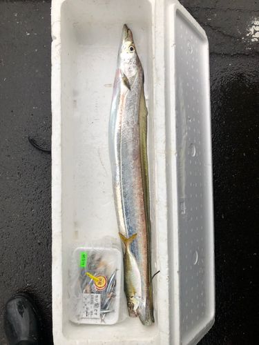 タチウオの釣果