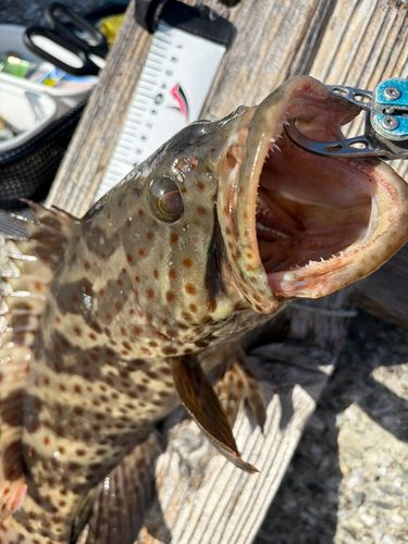 チャイロマルハタの釣果