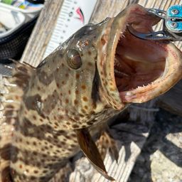 チャイロマルハタ