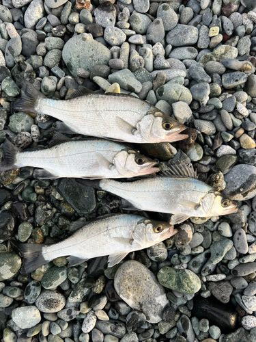 セイゴ（ヒラスズキ）の釣果