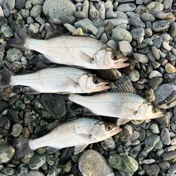 セイゴ（ヒラスズキ）