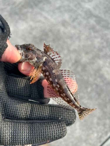 アナハゼの釣果