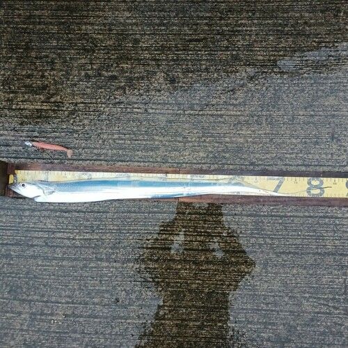 タチウオの釣果