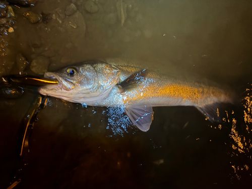 スズキの釣果