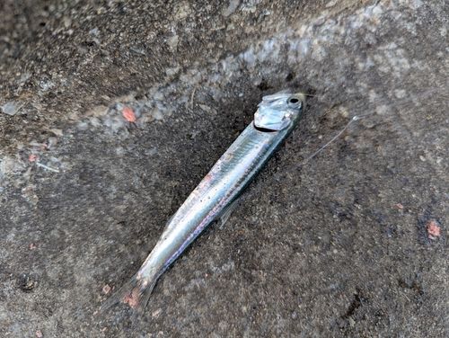 カタクチイワシの釣果