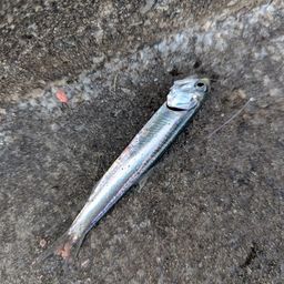 カタクチイワシ