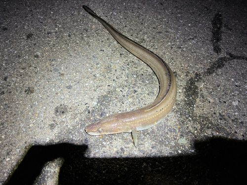 相馬港釣り桟橋