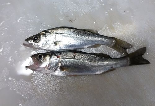 碧南海釣り公園