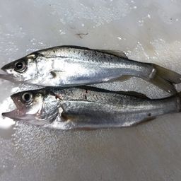 セイゴ(マルスズキ)