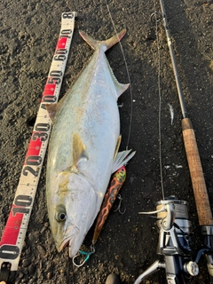 ヒラマサの釣果