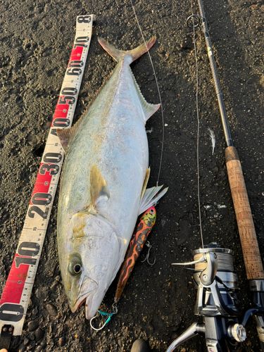 ヒラマサの釣果