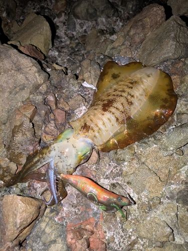 アオリイカの釣果