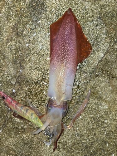 シロイカの釣果