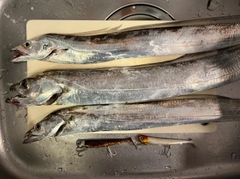 タチウオの釣果