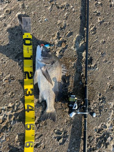 クロダイの釣果