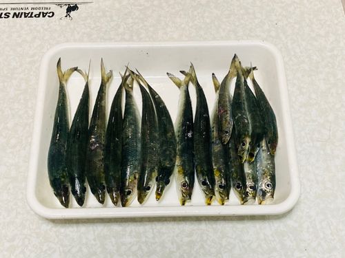 イワシの釣果