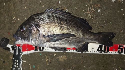 クロダイの釣果