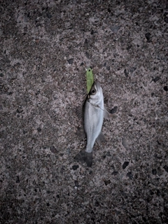 セイゴ(ヒラスズキ)の釣果