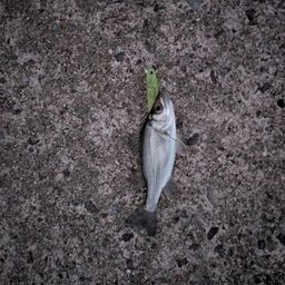 セイゴ（ヒラスズキ）