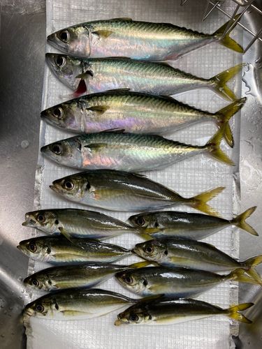 アジの釣果
