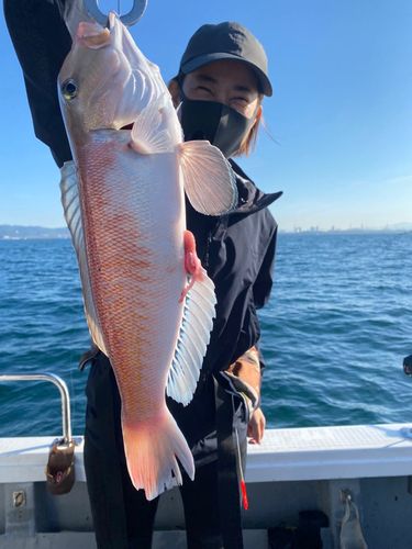 アマダイの釣果