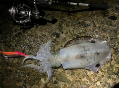 アオリイカの釣果