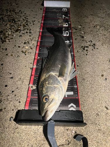 東京湾(アクアライン以北)