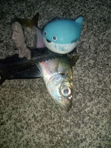 三陸海岸(岩手)