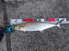 サゴシの釣果