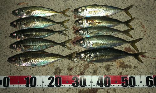 マアジの釣果
