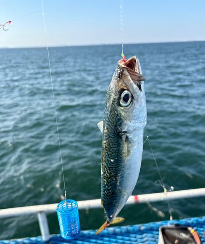 オリジナルメーカー海釣り公園