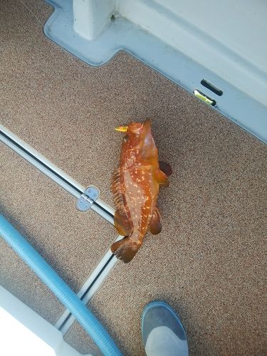 キジハタの釣果