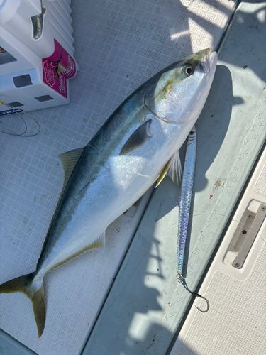 メジロの釣果