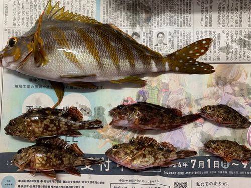 タカノハダイの釣果