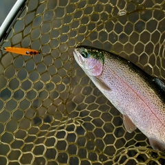 ニジマスの釣果