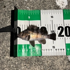 シロメバルの釣果