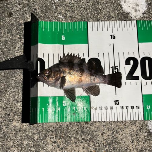 シロメバルの釣果