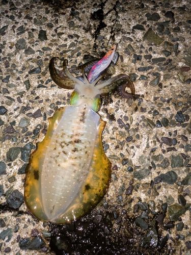 アオリイカの釣果