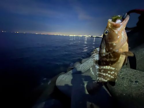 キジハタの釣果