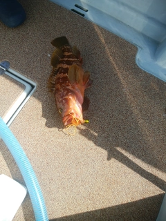 キジハタの釣果