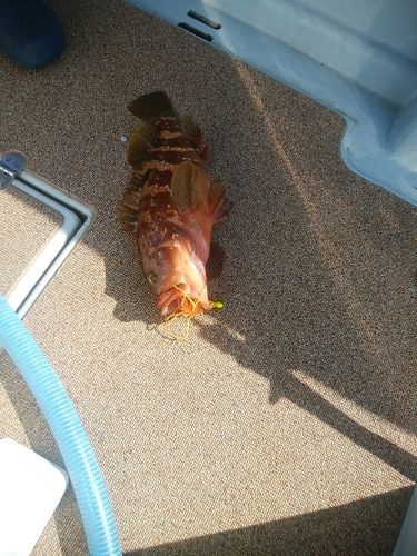 キジハタの釣果