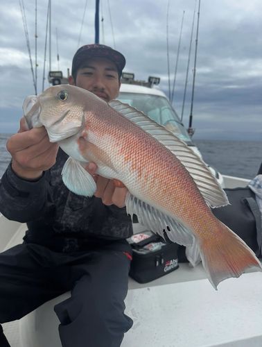 シロアマダイの釣果