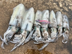 アオリイカの釣果