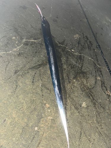 タチウオの釣果